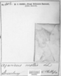 Crepidotus mollis image